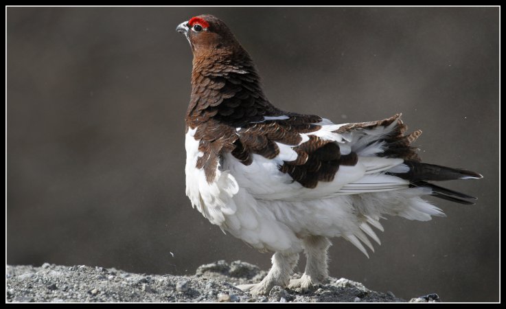 Photo (3): Willow Ptarmigan
