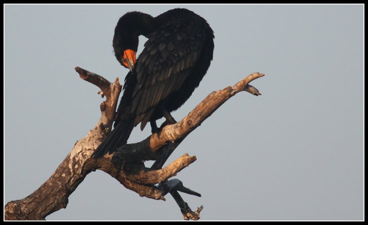 Photo (4): Double-crested Cormorant