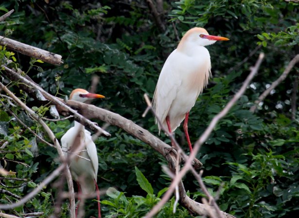 Photo (9): Cattle Egret