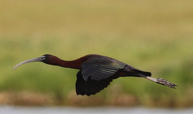 Photo (2): Glossy Ibis