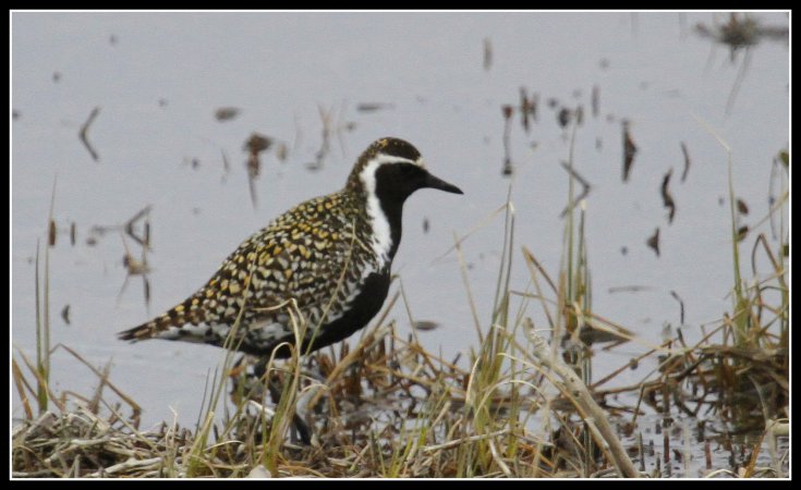 Photo (1): Pacific Golden-Plover