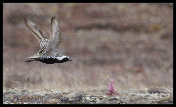 Photo (2): Pacific Golden-Plover