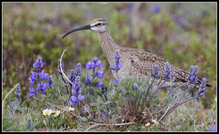 Photo (1): Whimbrel