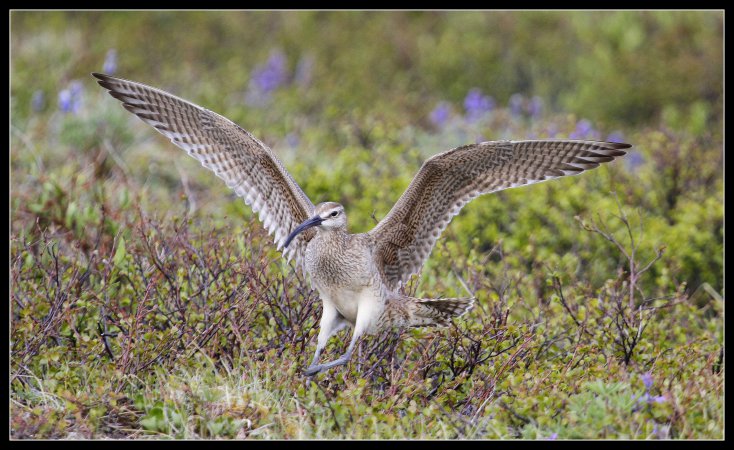 Photo (3): Whimbrel