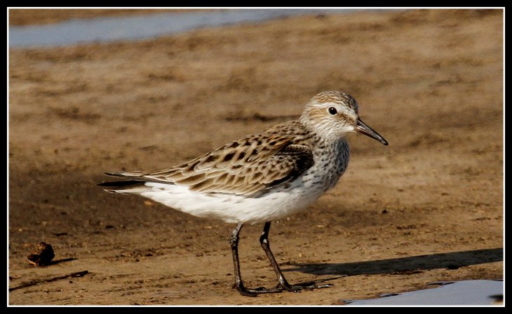 Photo (1): White-rumped Sandpiper