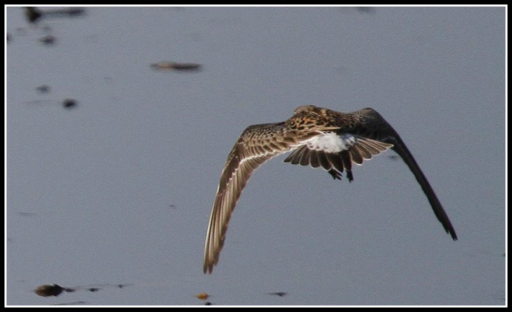 Photo (2): White-rumped Sandpiper
