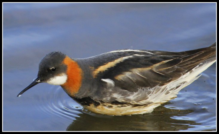 Photo (6): Red-necked Phalarope