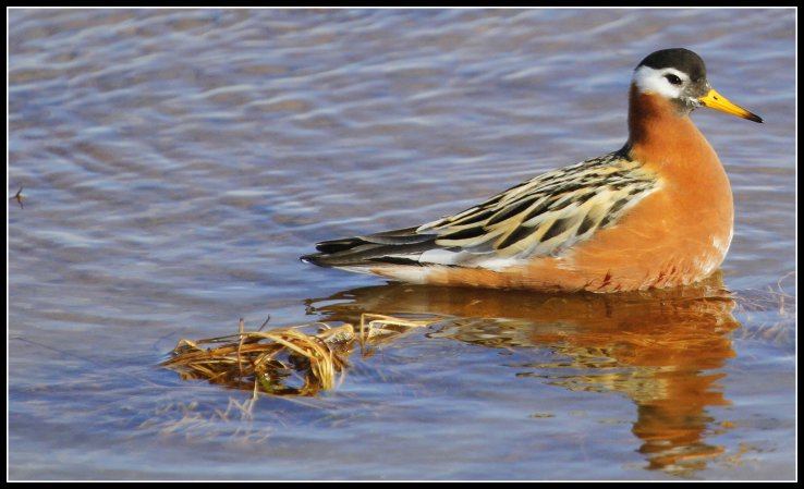 Photo (2): Red Phalarope