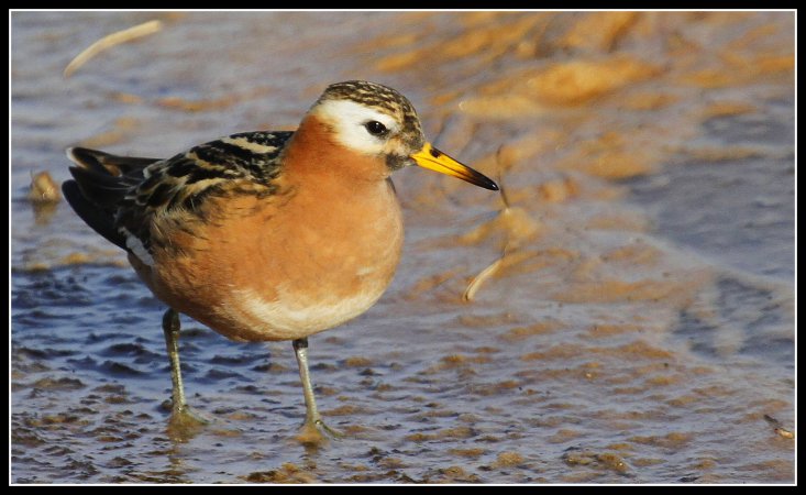 Photo (1): Red Phalarope