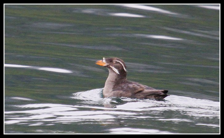 Photo (1): Rhinoceros Auklet