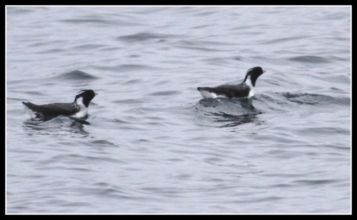Photo (1): Ancient Murrelet