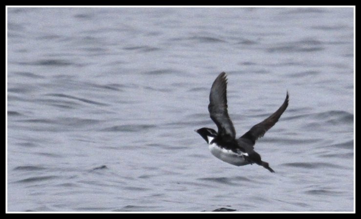 Photo (2): Ancient Murrelet