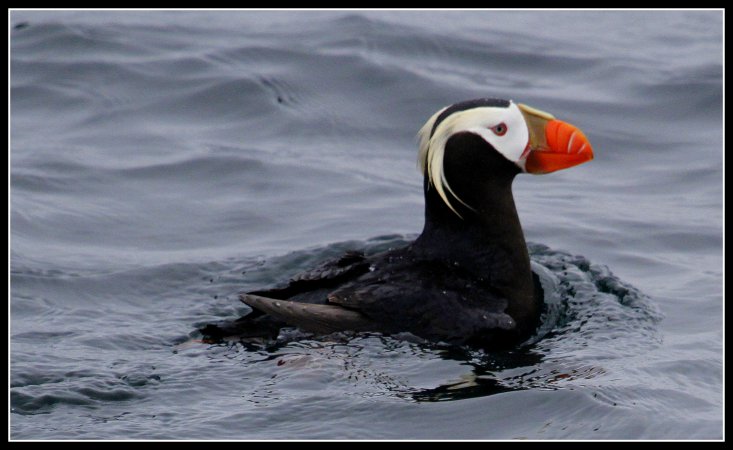 Photo (1): Tufted Puffin
