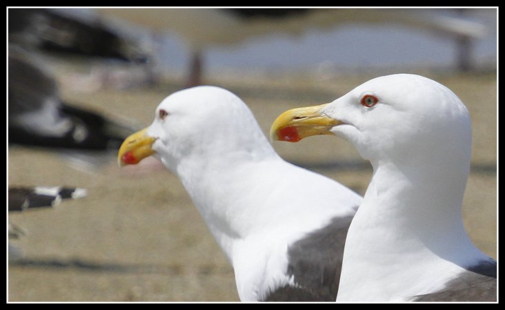 Photo (10): Great Black-backed Gull