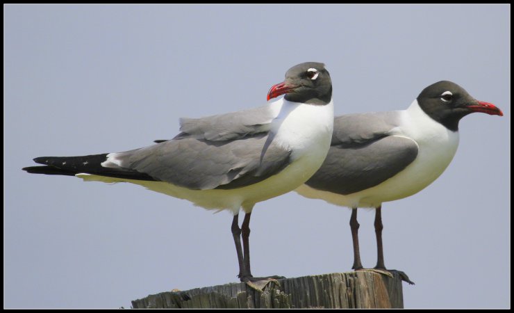 Photo (1): Laughing Gull