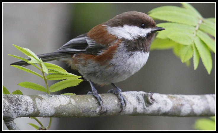 Photo (1): Chestnut-backed Chickadee