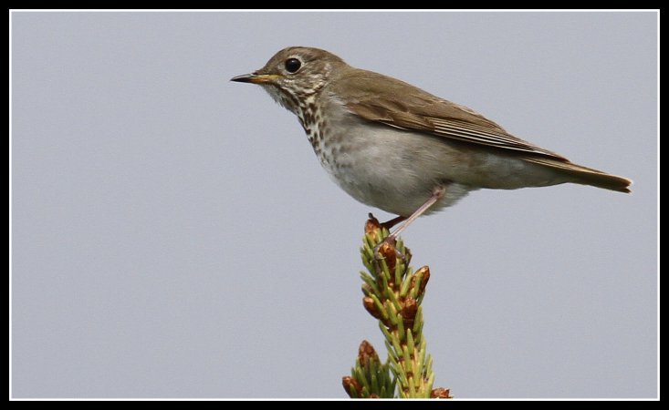 Photo (2): Gray-cheeked Thrush