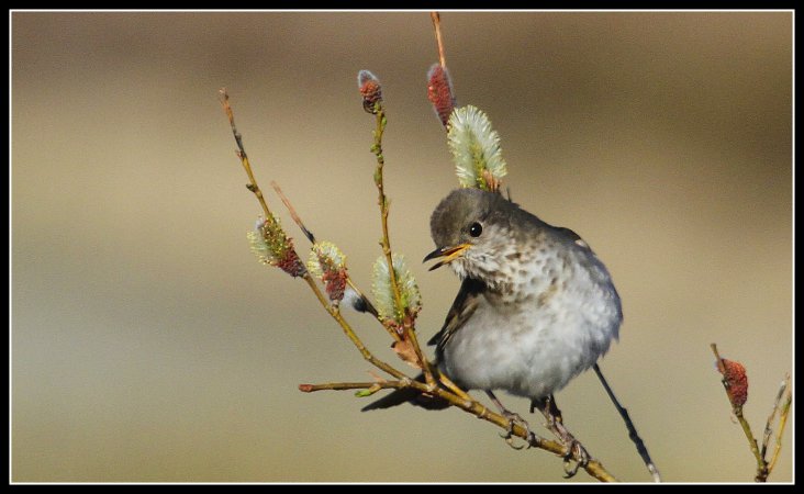 Photo (4): Gray-cheeked Thrush