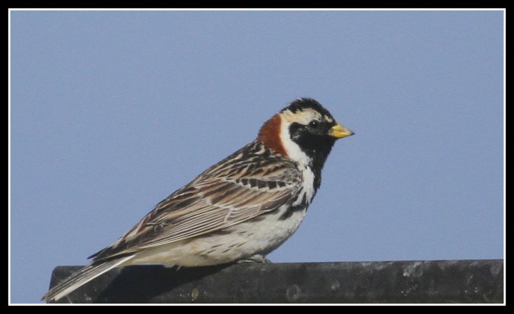 Photo (5): Lapland Longspur