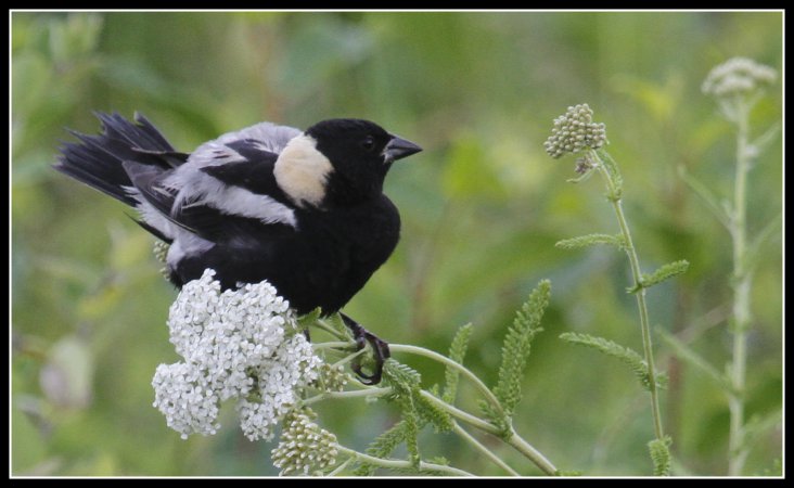 Photo (7): Bobolink