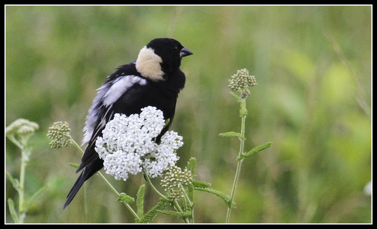 Photo (9): Bobolink