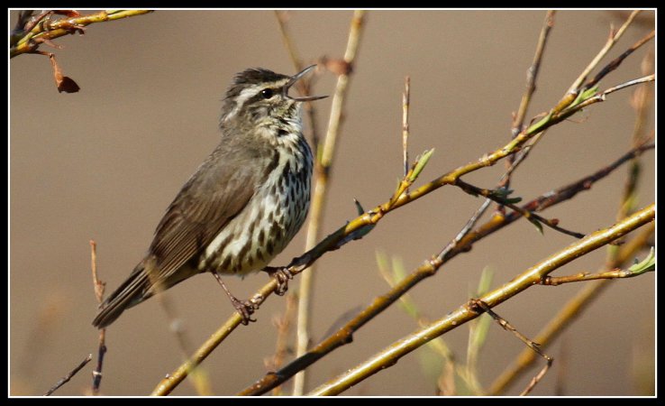 Photo (8): Northern Waterthrush