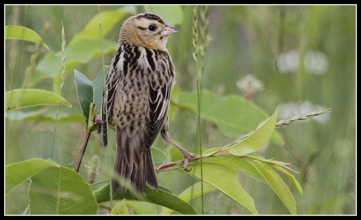 Photo (2): Bobolink