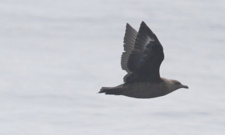 Photo (8): South Polar Skua