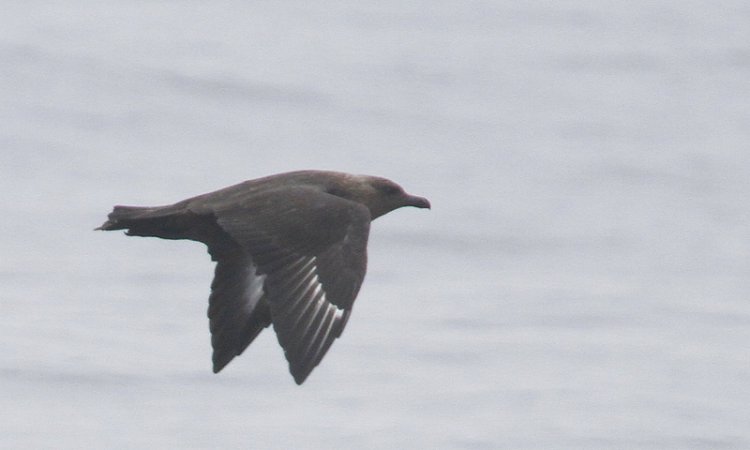 Photo (3): South Polar Skua