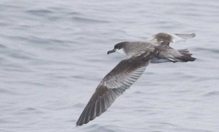 Photo (4): Buller's Shearwater