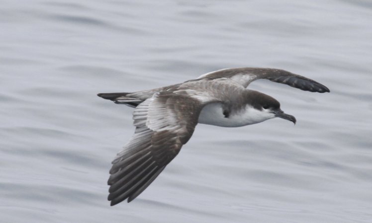 Photo (5): Buller's Shearwater