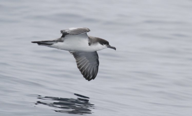 Photo (3): Buller's Shearwater