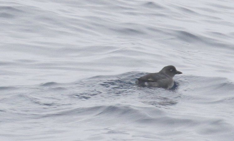 Photo (2): Cassin's Auklet