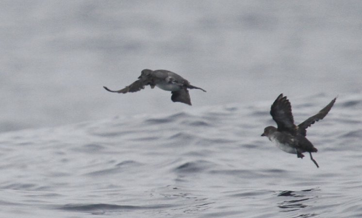 Photo (4): Cassin's Auklet