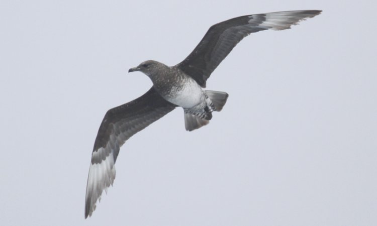 Photo (13): Pomarine Jaeger