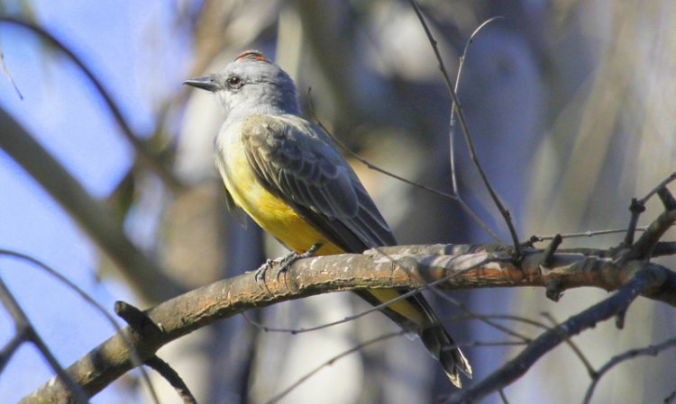 Photo (9): Cassin's Kingbird