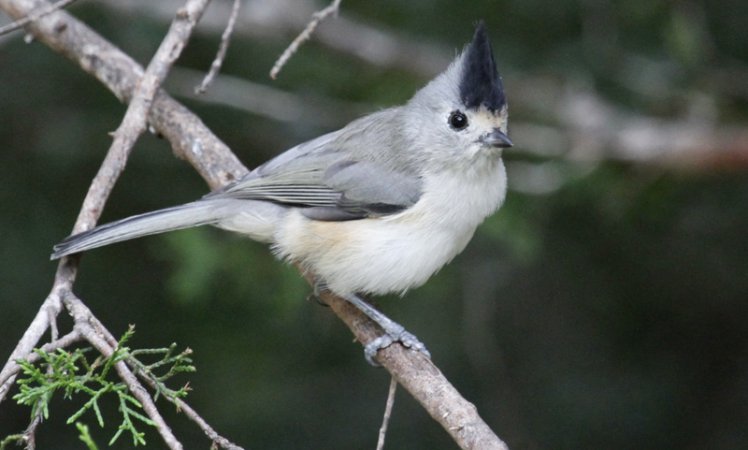 Photo (1): Black-crested Titmouse