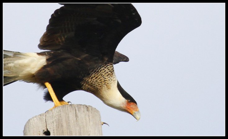 Photo (24): Crested Caracara