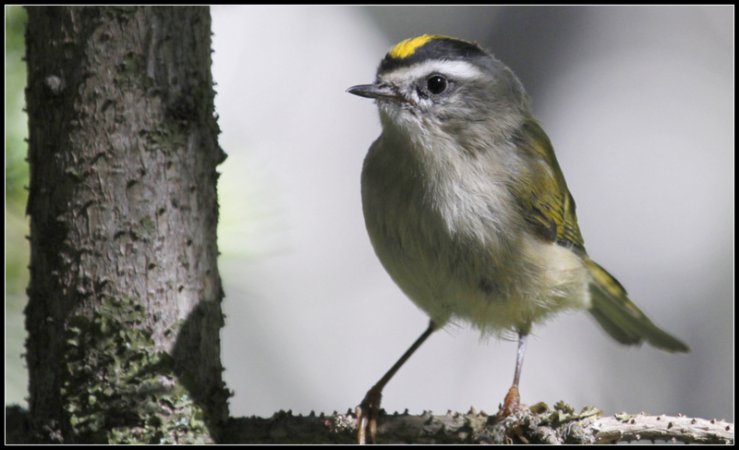 Photo (5): Golden-crowned Kinglet
