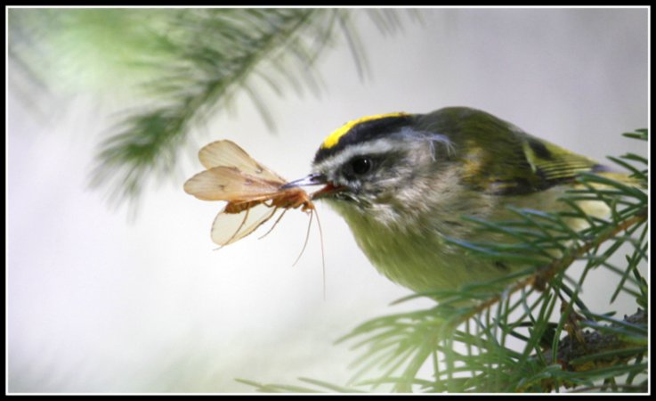 Photo (9): Golden-crowned Kinglet
