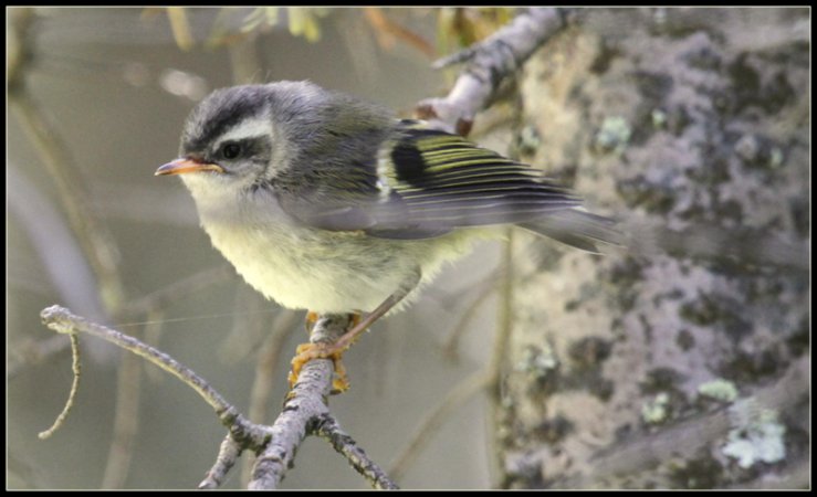 Photo (23): Golden-crowned Kinglet