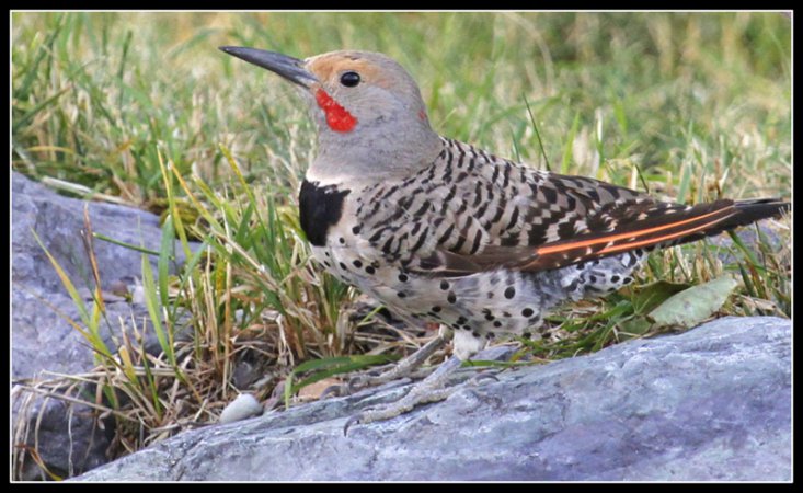 Photo (14): Northern Flicker