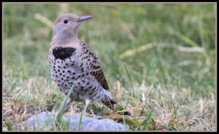 Photo (20): Northern Flicker