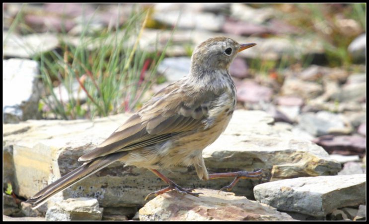 Photo (11): American Pipit