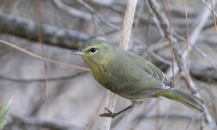Photo (12): Orange-crowned Warbler