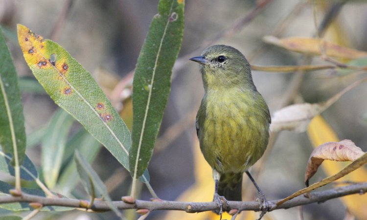 Photo (5): Orange-crowned Warbler