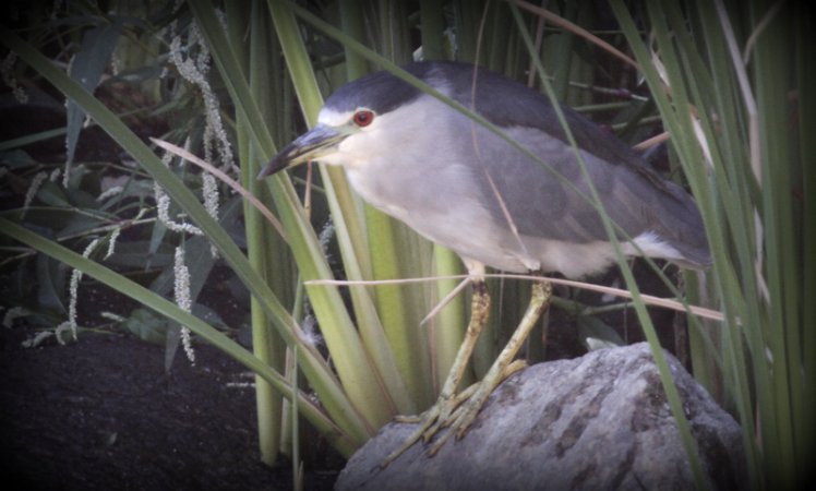Photo (6): Black-crowned Night-Heron
