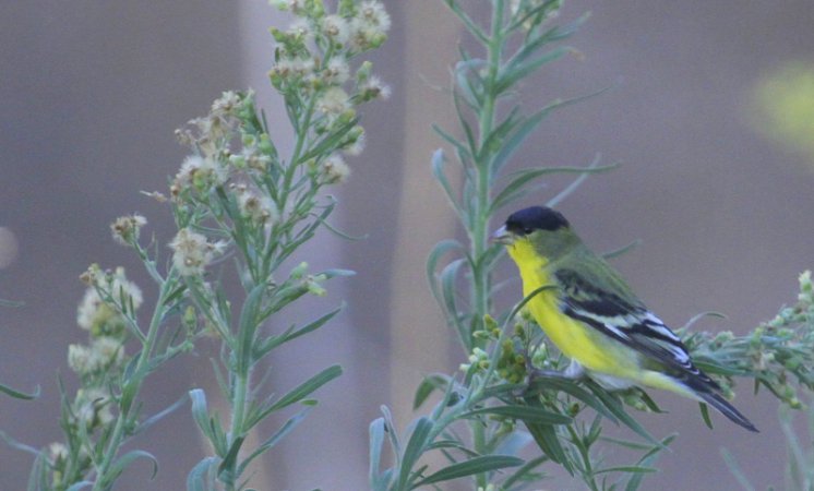Photo (10): Lesser Goldfinch
