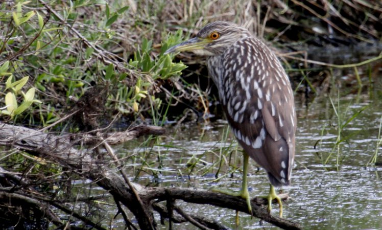 Photo (24): Black-crowned Night-Heron