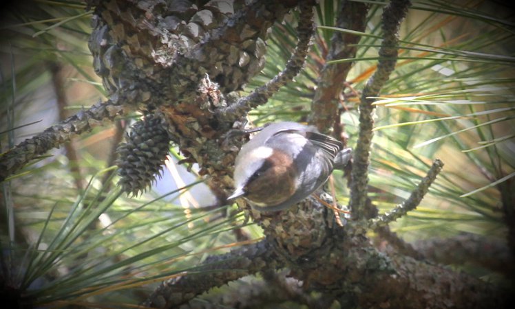 Photo (10): Brown-headed Nuthatch
